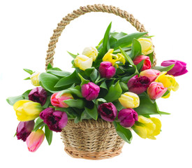 Fototapeta na wymiar bouquet of yellow and purple tulip flowers