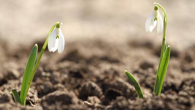 White snowdrop flowers and fly bee