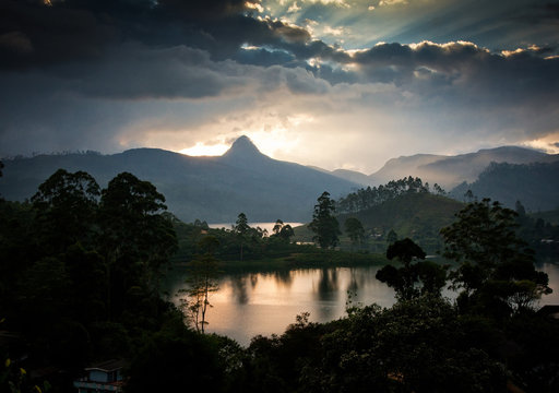 Panorama of the tea plantations at sunset