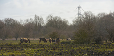 Herd of konik horses in a field © Naj