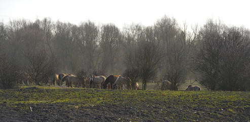 Herd of konik horses in a field © Naj