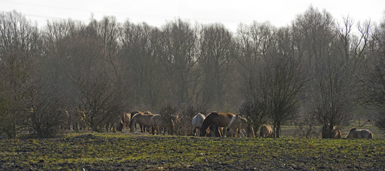 Herd of konik horses in a field © Naj