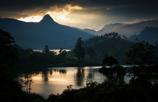 Panorama of the tea plantations at sunset