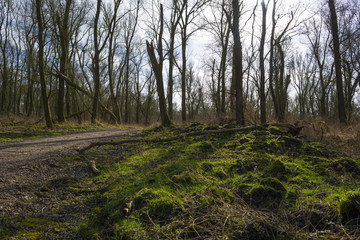 Footpath through a forest in winter