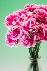 カーネーション