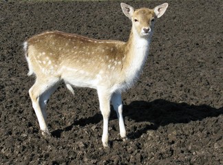 A roe deer in a paddock