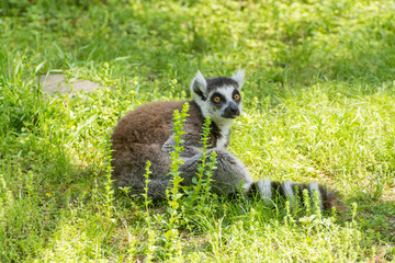 Fototapeta premium ワオキツネザル