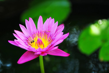 lotus