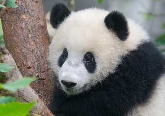 Obraz premium Closeup of panda bear