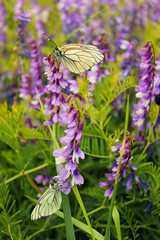 butterfly on flower field