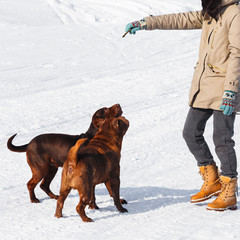 Dogs training