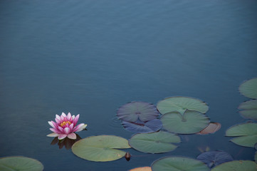 waterlily lotus