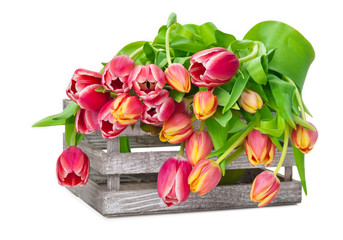 Tulpen in Holzkiste, isoliert