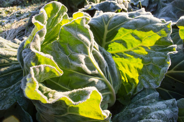 霜降りキャベツ