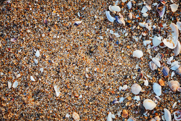Sea shells on sand.