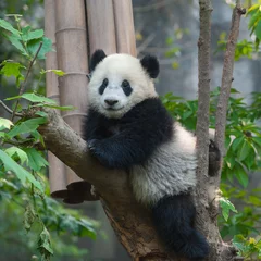 Tableaux ronds sur aluminium Panda Ours panda dans l& 39 arbre