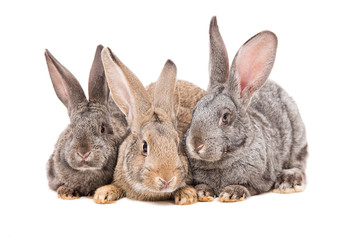 Fototapeta na wymiar Rabbits sitting together