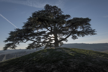 Cedro delle Langhe