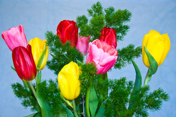 Bright, festive, luxury flowers - tulips garden.