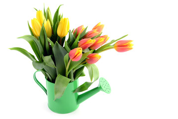yellow red tulips in water can vase with copy space