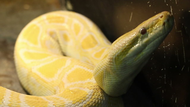 Big Burmese Python