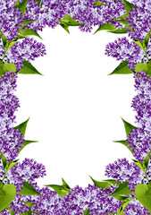 floral frame of spring flowers lilac
