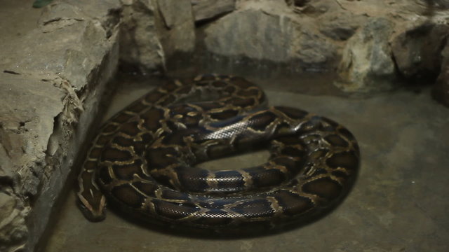 Boa Constrictor Snake