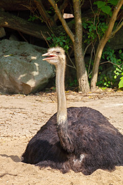 male ostrich, Struthio camelus