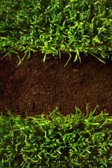 at healthy grass growing in soil pattern