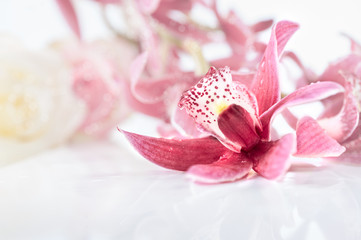 Obraz na płótnie Canvas Orchid flower on neutral floral background