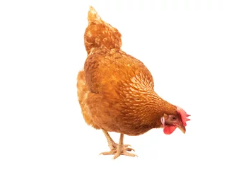 Photo sur Plexiglas Poulet gros plan, poulet, poule, manger, quelque chose, isolé, fond blanc