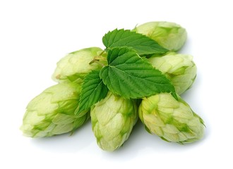 Fototapeta premium Blossoming hop