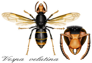 Asian Predatory Wasp, Vespa velutina nigrithorax