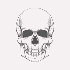 Vector illustration of human skull