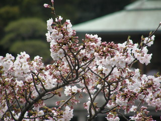 浜離宮恩賜庭園