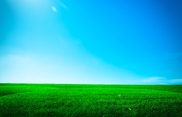 Obraz na płótnie Canvas Green grass under blue sky