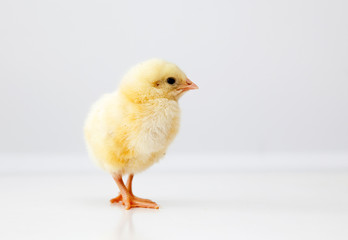 Cute chicken