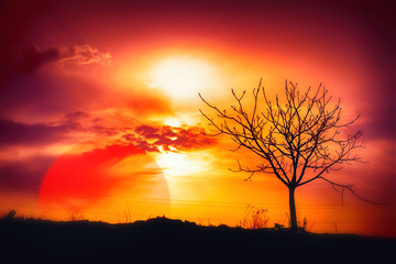 Obraz na płótnie Canvas Tree Sunset