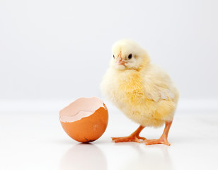 Cute chicken