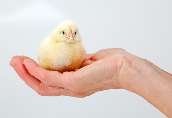 Baby chicken in hand