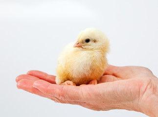Baby chicken in hand