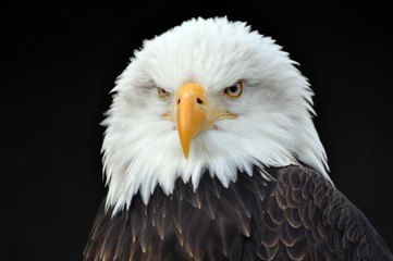 Fototapeta premium Weißkopfseeadler