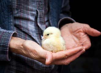 Baby chicken in hand