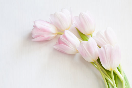 Soft pink tulips