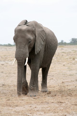 Fototapeta na wymiar Eléphant d'Afrique