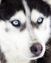 Husky portrait