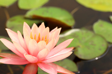 lotus flower