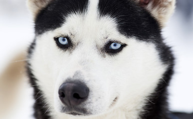 Husky portrait