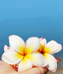 Fototapeta na wymiar Rangipani plumeria Spa Flowers