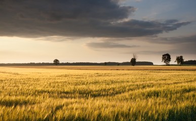 Young cereal field at sunset